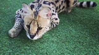 Playful Bengal Cat Has Fun In His Personal Playground