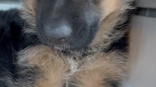 Adorable yawn when cute German Shepherd Puppy wakes up