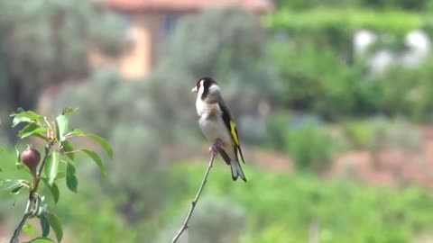 The goldfinch in nature