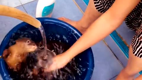 Bath Time for Baby Otters