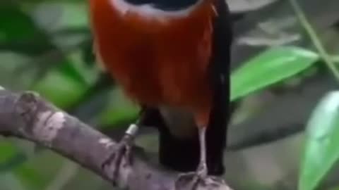 Beautiful Bird's with there sound.