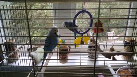 Lonely budgies finally meet