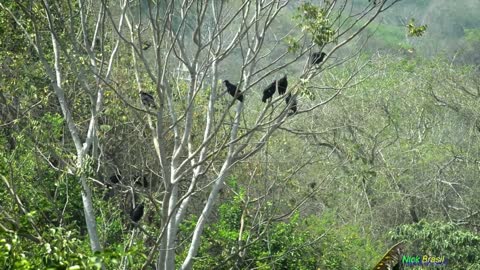 Vulture singing
