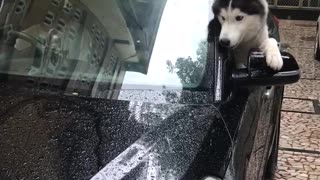 Dog Mystified by Moving Window Sticks