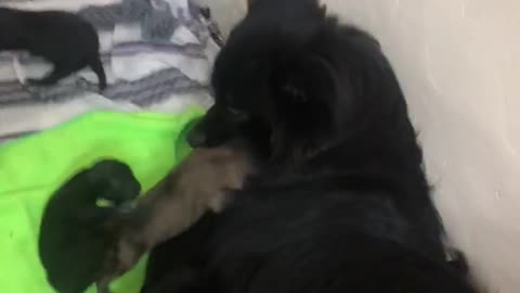 Pomeranian dog giving birth of 7 puppies alive!