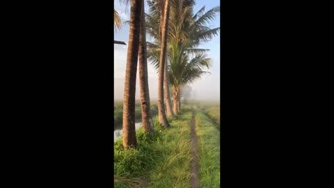 scenery in the countryside