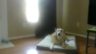Carolina Dingo Dog Birthday Song 9 Years Old