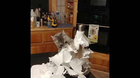 Cat attacking paper towels.