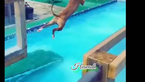 Dogs That Fly -American Pit bull Terriers Show There Jumping Agility || Animal || Heavadh