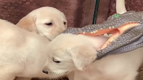 Funniest & Cutest Labrador Puppies #1 - Funny Puppy Videos 2020