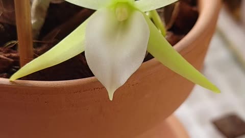 Angraecum Elephantinum // Madagascar // Children of the Night //