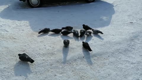 Good pigeons peck food in the snow.