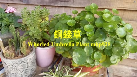 [超可愛] 銅錢草 Whorled Umbrella Plant, mhp928, Dec 2020