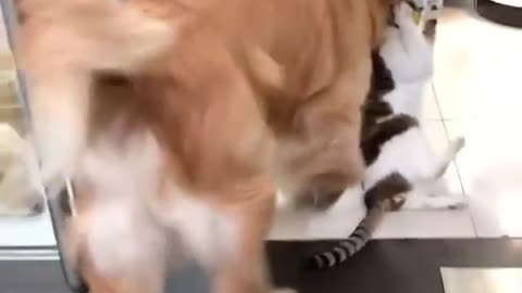 Dog carries cat as punishment, fights and games