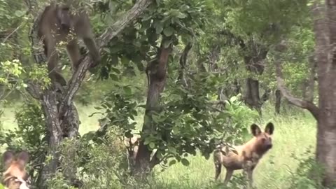 The pack of wild dogs most likely attacked the baboon's territory.