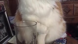 Orange white cat drinks water glass cup paw