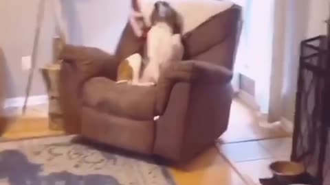 Dog Thinks Eye Contact Makes Her Look Guilty