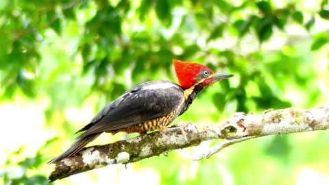 The most beautiful woodpecker is very funny