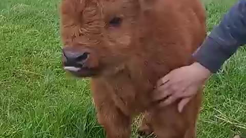 Cute baby highland cow