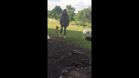 Rescued fawn adorably begs for bottle from owner #Shorts