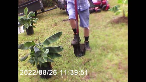 planting banana trees