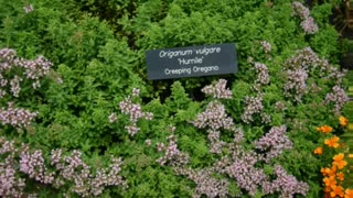 Orégano ( Origanum vulgare ) serve para combater fungos e bactérias
