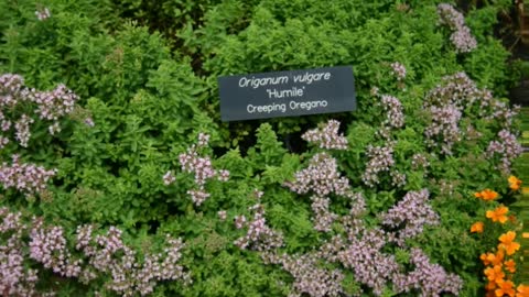 Orégano ( Origanum vulgare ) serve para combater fungos e bactérias