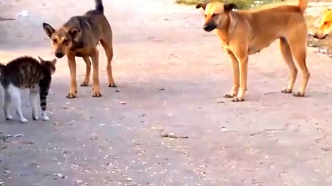 cat attacks 5 dogs