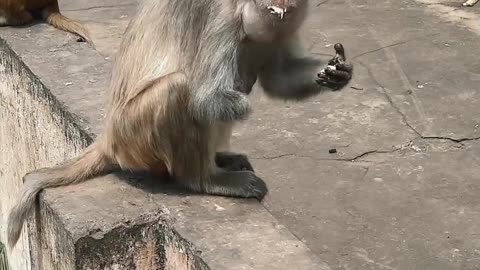 Monkey Eating Fruit In City-Monkey Baby| Cute Monkey