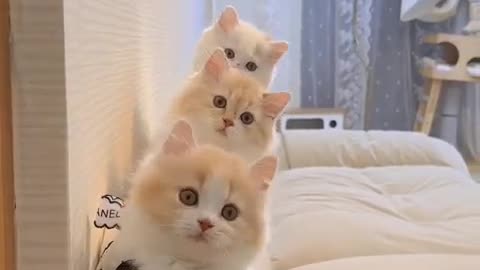 Beautiful cats