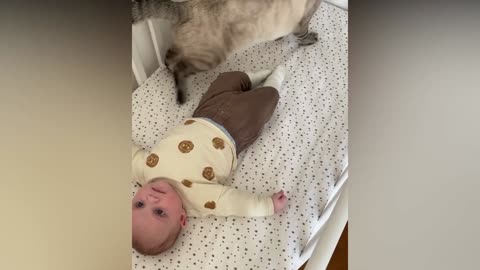 Baby and Cat Funny Video Compilation - Baby and Cats Compilation
