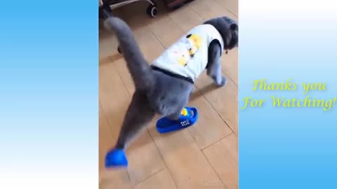 Funny Cats | My new shoes | Viral Animal Planet