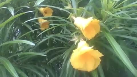 4 yellow bell flowers, filmed near the forest, are very beautiful! [Nature & Animals]