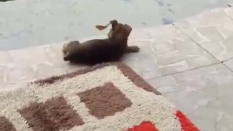 puppy playing with butterfly