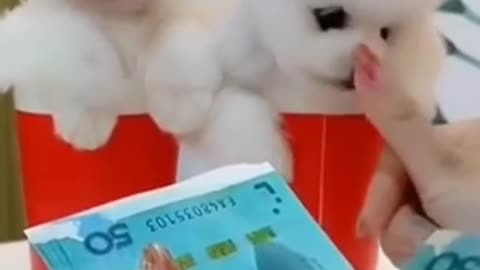 Cute Pomeranian Puppies Help Their Owner Count Money