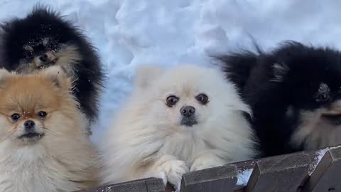 Puppies in the snow.