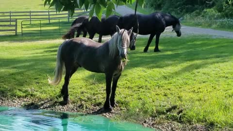 Silly horse playing with his food