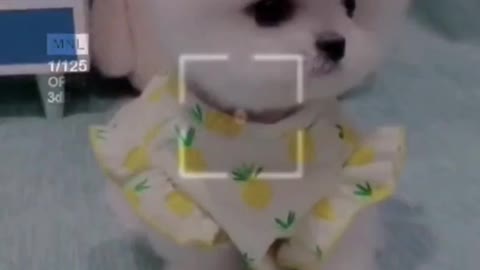 Cute baby dog ,so cute puppy ,cutest puppy, beautiful,cute dog moment, cute dog video ,cute dog