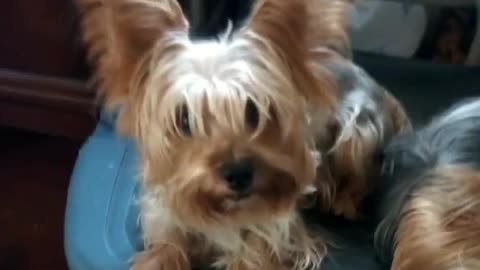 Emit is so... Convincing! A talking Yorkie with a BIG attitude! Funny!