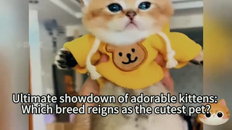 Kitten pet show: showcasing moments beyond cuteness.