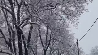 Beautiful Nature - Winter in Georgia