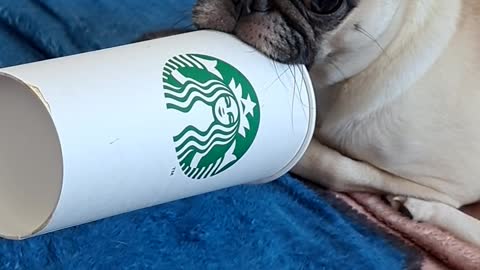 [dog and cat]A kid who notices while biting a cup