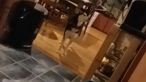 Husky dog in kitchen howls at smoke detector beeping