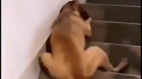 Hahaha this funny dogs is sleeping on starits | funny pets video