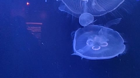 The Blue Jellyfish