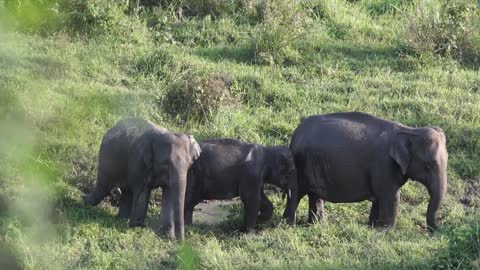 Why Elephants Have Big Ears