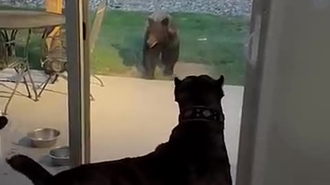 Cane corso_s try to attack bear__