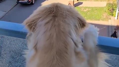 Golden retriever watches from balcony as owner goes for ride without him