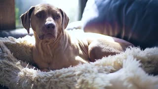 Dog waiting in his cozy home