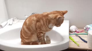 Kitty sleeping in bathroom sink